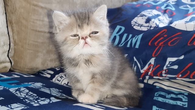 Наш новый житель - милая кошечка экзотка!??? смотреть онлайн