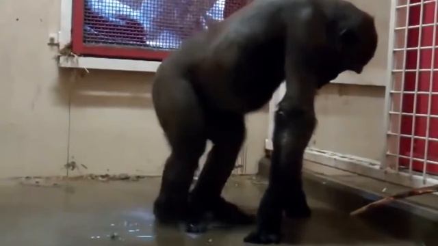 Обезьяна танцует лезгинку  Минутка юмора