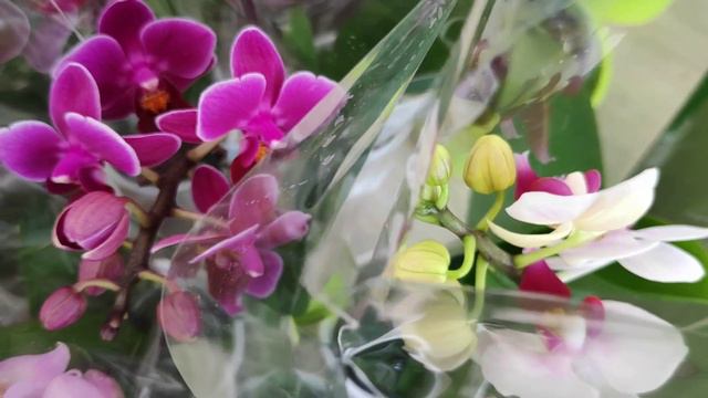 🌺ОРХИДЕИ🌺ШИКАРНЫЙ завоз СОРТОВЫХ ОРХИДЕЙ#ДНЕПР#ЭПИЦЕНТР#