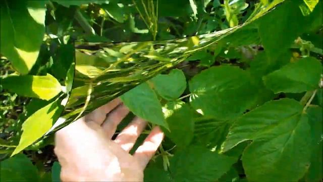 Ремонтантная малина Амира 2020 год смотреть онлайн