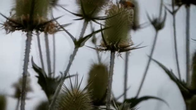 Samsung NX210 Test смотреть онлайн