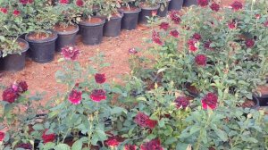 beautiful Rose garden