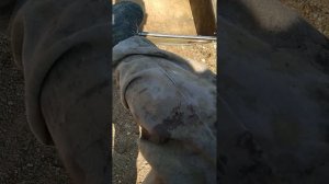 Клещ и жидкий дым.