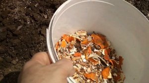 Прогоняем слепыша с огорода. Проверенный способ.#Крот. //We drive the blind man out of the garden./