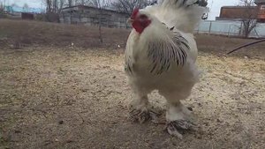 Петух брама колумбийская.