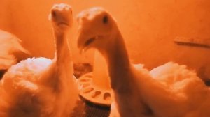 ?почему птица поносит? Как определить по цвету помета, от чего заболели индюки