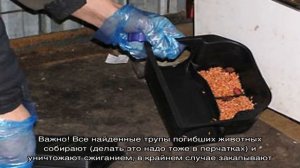 Избавляемся от мышей в гараже