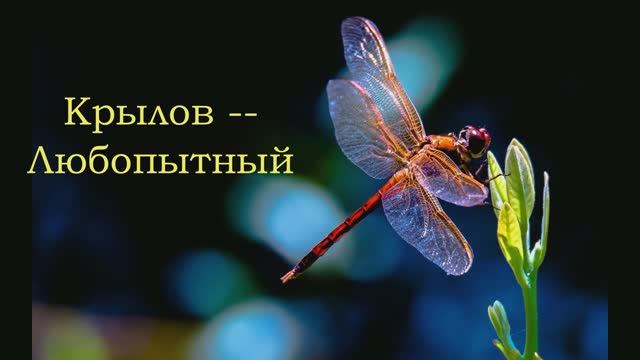Любопытный... Слон (Крылов, Любопытный)