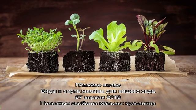 Как вырастить рассаду мальвы в домашних условиях? смотреть онлайн