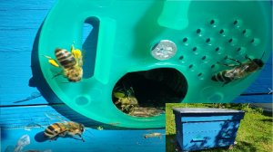 Пчелы.  Расширяем улей, ставим новые рамки с вощиной. Будни начинающего пчеловода.