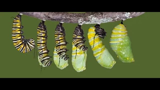 Бабочки самые красивые насекомые. Интересные и редкие факты на КопиЛайк 6+ смотреть онлайн