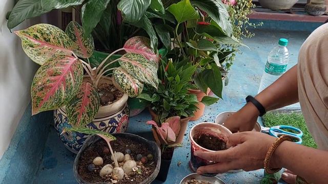 How to Grow Aglaonema by Cutting || propagation of Aglaonema #chineseevergreen#indorplants