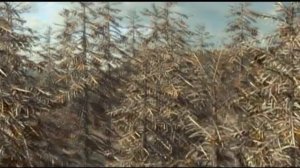 Легенда о динозаврах