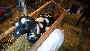 Роды Англо Нубийской козы Селены. Козлёнок.