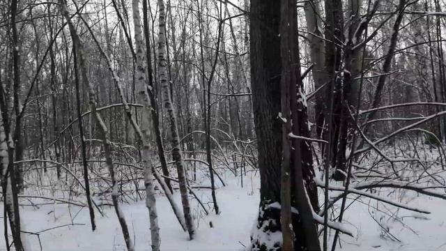 Перспективный тополь бальзамический гибрид, годен для строительства