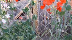 Посадка душистого горошка При посадке и выращивании душистого горошка,что надо знать.