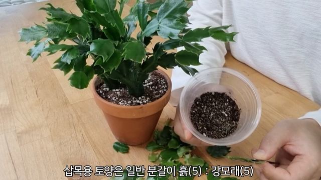 가재발 게발 선인장 지금 이렇게 해야 꽃을 많이 볼 수 있어요!레벨링-홈가드닝How to see a lot of Christmas Cactus flowers cactus