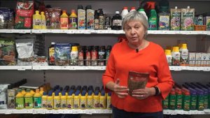 Уход за земляникой и клубникой осенью