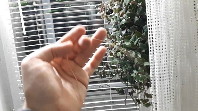ВНИМАНИЕ! На что способен Аспарагус. Как обрезать Аспарагус Перистый