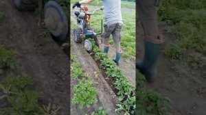 Підгортання картоплі дисковими окучниками. Мотоблок Нева МБ-1