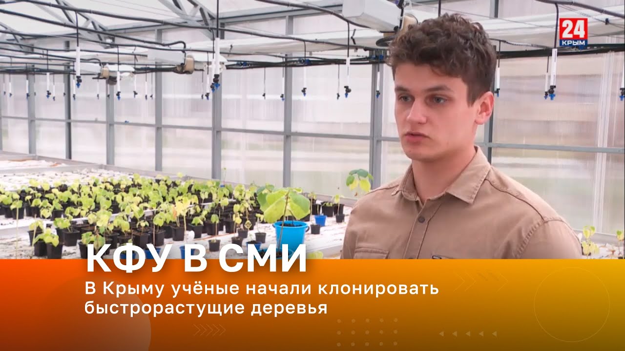 В Крыму учёные начали клонировать быстрорастущие деревья