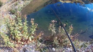 Форелевая рыбалка в Осетии. Trout fishing.