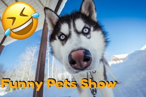 Самая смешная и симпатичная подборка Хаски_Funny Pets Show