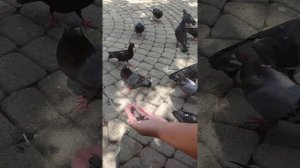 ГОЛУБИ НЕ БОЯТСЯ ЛЮДЕЙ И КУШАЮТ С РУК