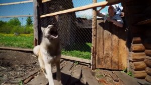 СЧАСТЛИВАЯ ЖИЗНЬ В УРАЛЬСКОЙ ГЛУБИНКЕ _ ДЕРЕВЕНСКОЕ ЛЕТО