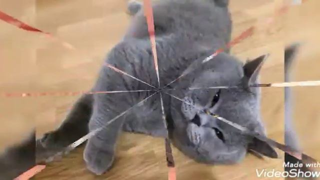 Відео про британських котів смотреть онлайн