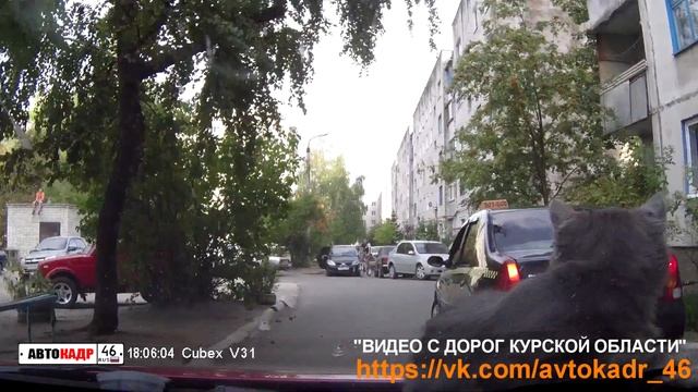 наглый кот на капоте Курск смотреть онлайн