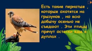 Как готовятся к зиме птицы? Окружающий нас мир