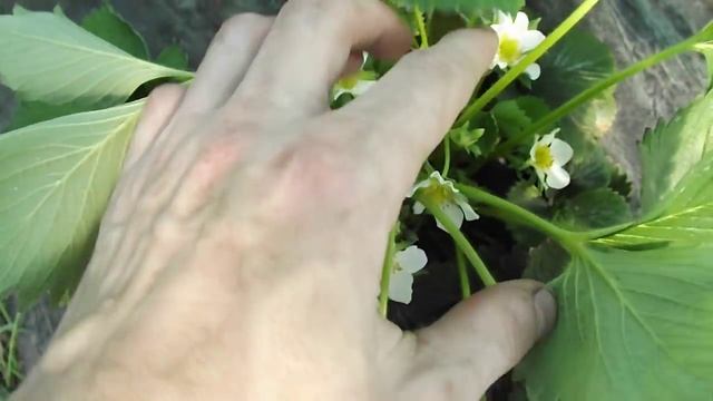 Массовое цветение клубники Клери в балаганах. смотреть онлайн