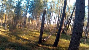 Охота на рябчика в Когалыме, с ружьём Бекас 12 помповое