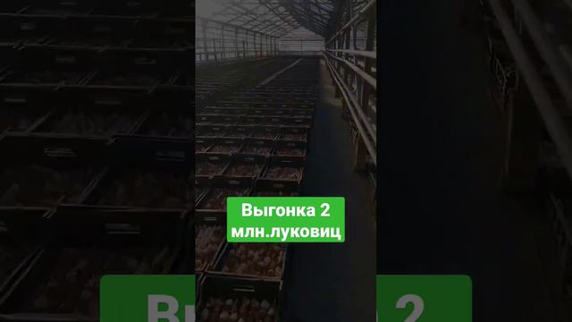 Выгонка тюльпанов на гидропонике в 2023 году #выгонкатюльпанов #веревкинхутор #цветы #луковичные