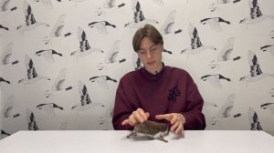 Кто такой карликовый африканский еж? Чем карликовый африканский ежик отличается от лесного?