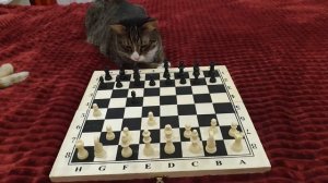 Кот играет в шахматы