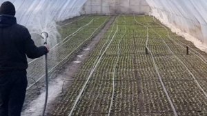 Подкормка редиса