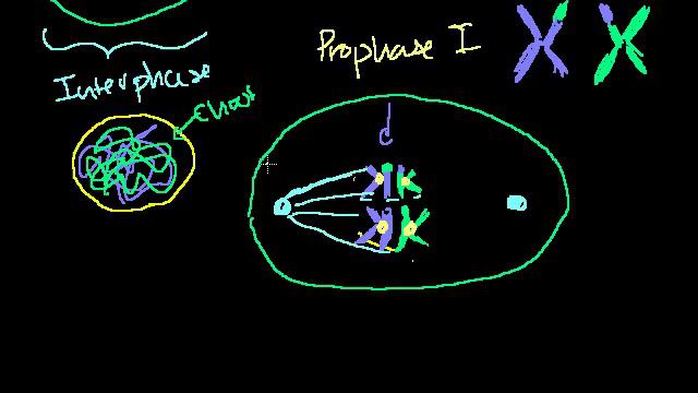 Phases of Meiosis смотреть онлайн