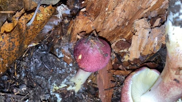 Tricholomopsis rutilans, November 13, 2022