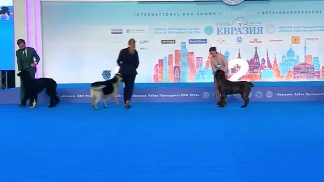 Ненецкая оленегонная лайка (оленегонный шпиц, оленегонка) БЭСТ Непризнанные породы Евразия 2020