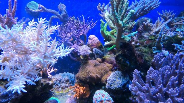 Кормление рыб в морском аквариуме Piratereef смотреть онлайн