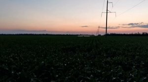 Листовая подкормка кукурузы Краснодарская 291 и 377.