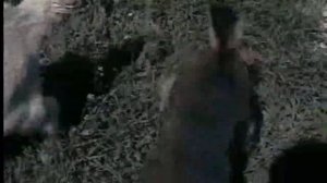 ПРИДУМАЛИ ЛИВЧИК ДЛЯ КОЗЫ