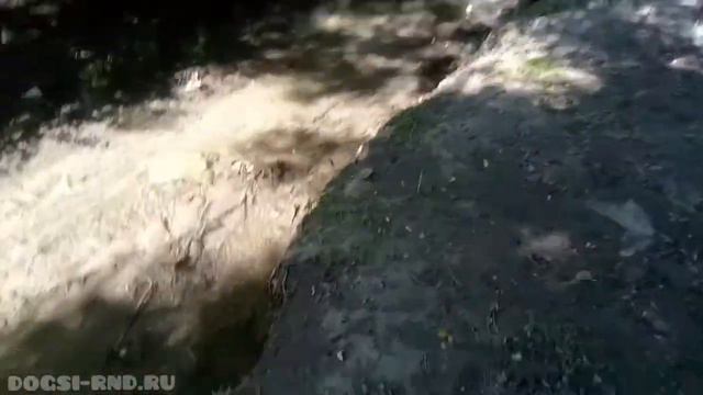 Прогулка с Коррой