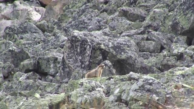 Как кричит черношапочный сурок смотреть онлайн