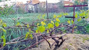 первая корневая подкормка азотная
