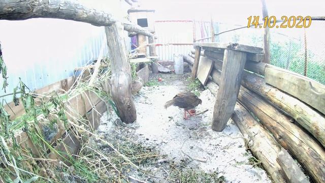 Разумное птицеводство. Проращиваю зерносмесь на корм фазанам. Кормлю птицу томатами и зерносмесью смотреть онлайн