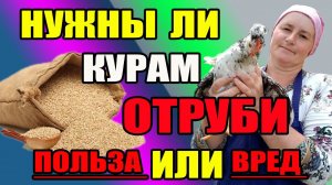 Нужны ли курам ОТРУБИ. В чем польза или вред отрубей.