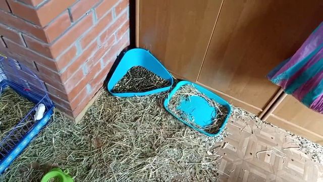 декоративные кролики в квартире, вся правда о кроликах